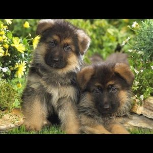 Meet your Posher, Tara